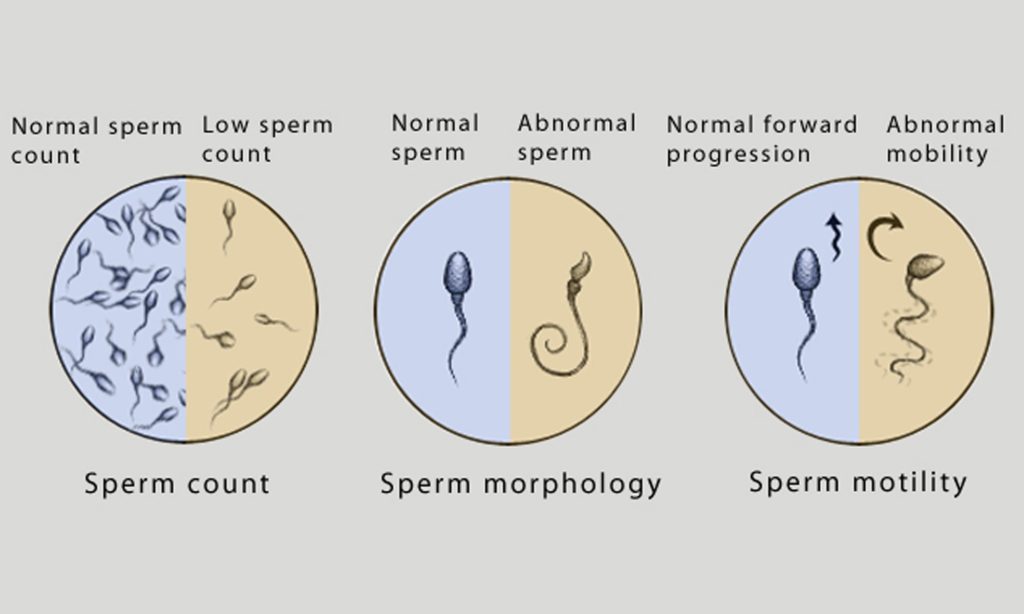 Fertilityscore Male Fertility Test